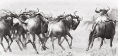 Wildebeest galloping during migration in Tanzania