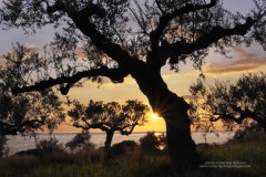 Graphic image of olive trees silhouetted against setting sun