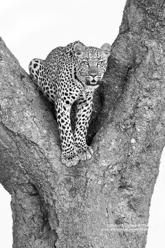 Safari photo of Leopard in tree 