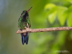 Photo of hummingbird in Tobago