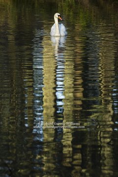 Mute swan amidst a pattern of reflections on water