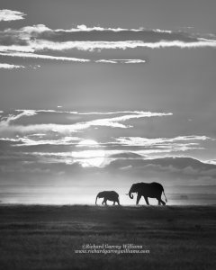 Simple emotive silhouette photograph of elephants at sunrise