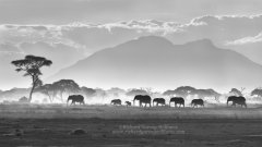 Dramatic silhouette of elephants taken on African safari