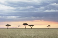 Acacia trees on open plains of the Maasai Mara in Kenya