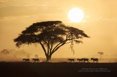 Zebra and acacia tree silhouetted against African sunset