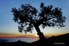 Fine art photography of olive tree at sunset in Greece
