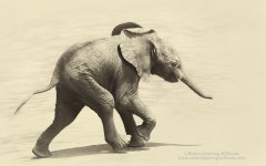 Action photograph of a cute baby african elephant running 