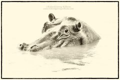 Fine art sepia graphic wildlife image of a hippo staring at the camera