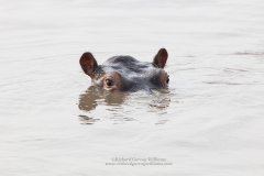 Colour wildlife photograph of hippo in East Africa game park