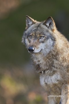 Wolf in Bavaria