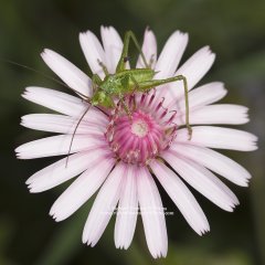 Close up nature garden photo of cricket on salsify flower