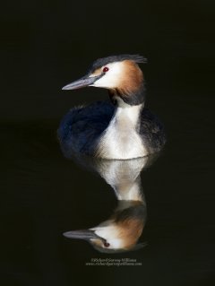 Great crested grebe with reflection in water