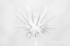 Abstract macro fine art depiction of a thistle head