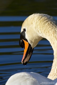 Detailed photograph of a mute swan
