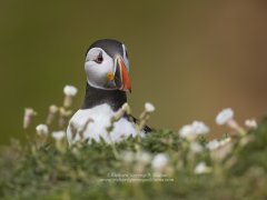 Characterful portrait of a puffin
