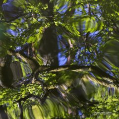 Abstract image of reflections of trees on water