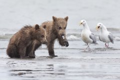 Cute grizzly bear babies eating clams