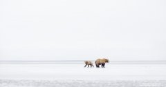 Grizzly bear and cub on mudflats in Alaska