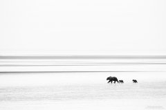 Minimalistic shot of grizzly bear and cubs on mudflats