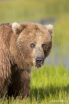Grizzly bear sow grazing in Lake Clark National Park