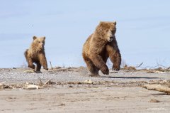 Action photograph of grizzly bear and cub running