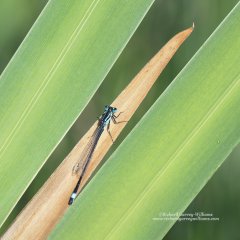 Close-up nature photo showing blue-tailed damselfly on iris leaves