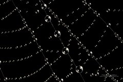 Abstract image of dew droplets on web