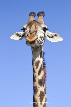Colourful portrait of a Maasai Giraffe