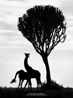 Graphic silhouette outlines of giraffes necking