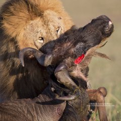 Male lion with kill in Mara