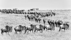 Black and white image of lines of migrating wildebeest on safari in Kenya