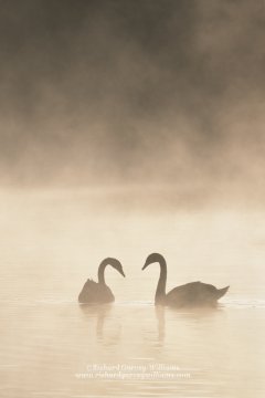 Pair of swans on misty lake