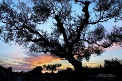 Silhouette of an olive tree at dusk