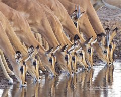 Line of impala drinking in Namibia