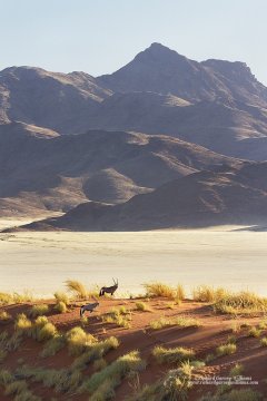 Landscape and wildlife in the Namibian desert