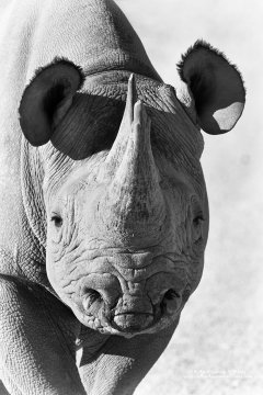 Endangered black rhinoceros in Namibia, Africa