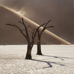 Minimalist photograph of dead trees in desert in Namibia