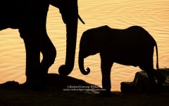 Elephant calf with mother in Namibia