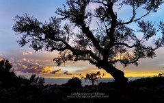 Fine art photo of silhouette of olive tree