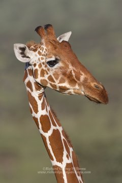 Reticulated giraffe portrait photograph