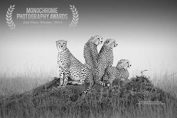 Black and white photograph of cheetahs in Africa