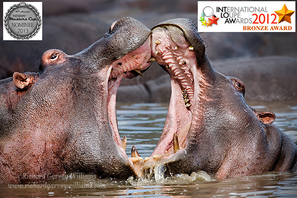 Successful photograph of hippos fighting in Tanzania