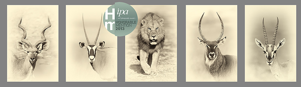 Sepia portrait series from photographic safaris