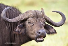 Buffalo and oxpecker in Manyara, Tanzania