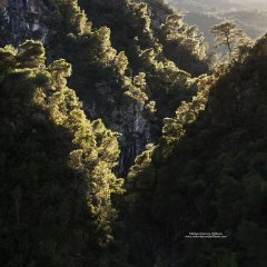 Pine trees lining the dramatic contours of the Rindomo Gorge in the Mani
