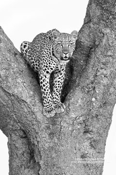 Safari photo of Leopard in tree 