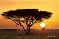 Sunset on African safari