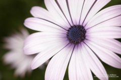 A fine art close up photograph of an osteospermum flower in Greece