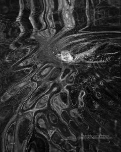 European otter making pattern of ripples