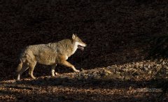 Lone wolf in woodland in Bavaria